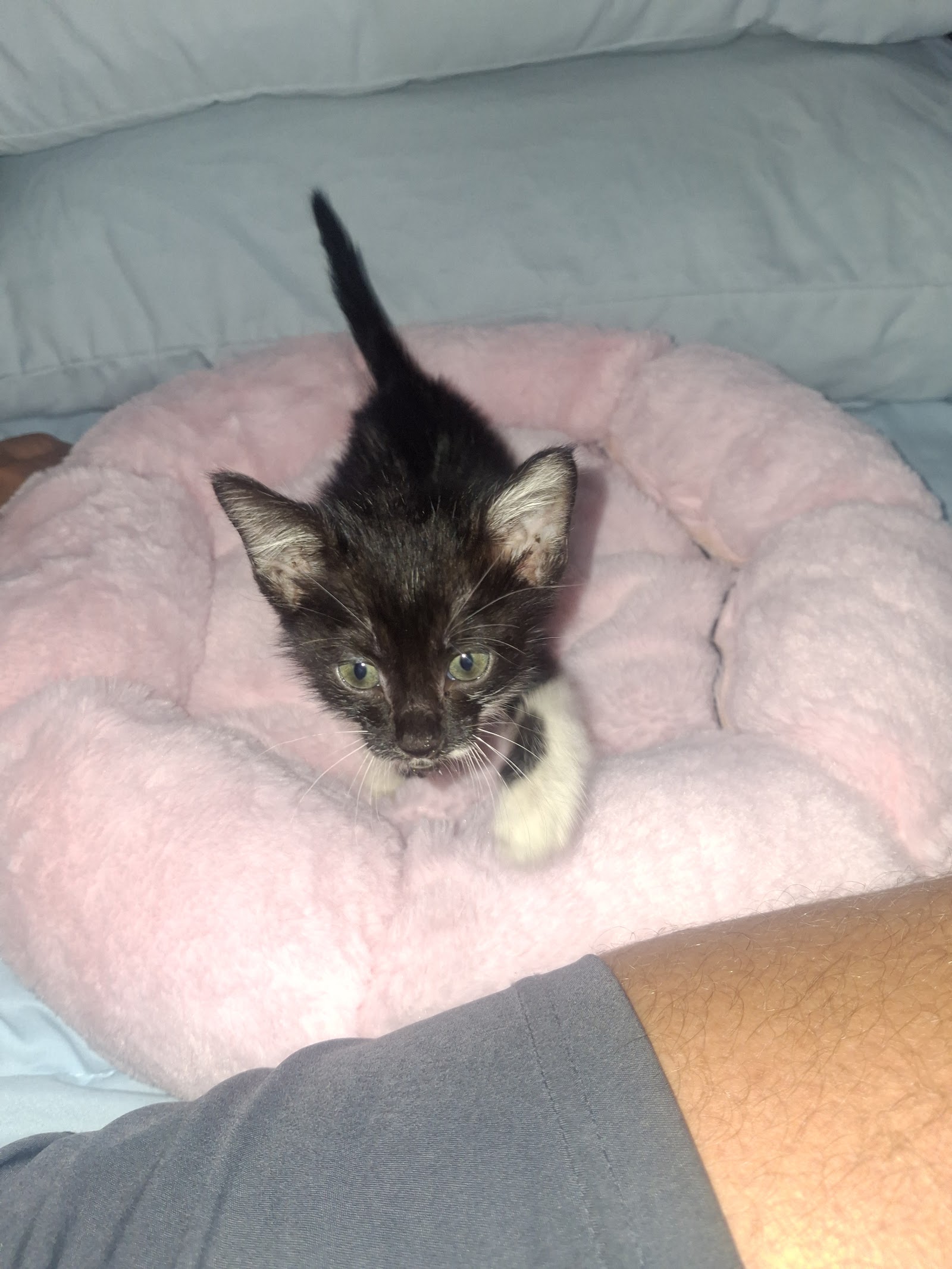 Gabby, a black-and-white tuxedo kitten, looking at the camera